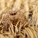 Panatropical Jumping Spider(Female)