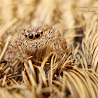 Panatropical Jumping Spider(Female)