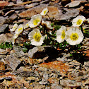 Alpine poppy