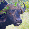 African Buffalo