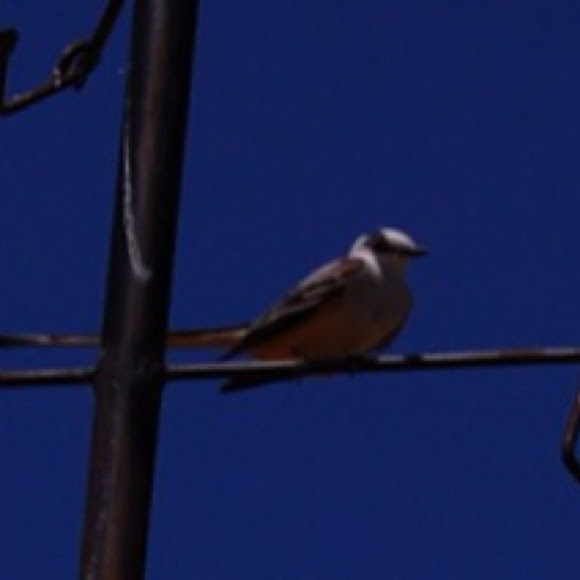 Spotting Image 1