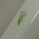 Green Lacewing