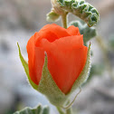 Desert Globe Mallow
