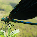Beautiful Demoiselle (male)