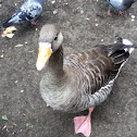 Pink-footed goose
