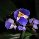 Blue Ginger