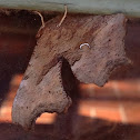 Comma