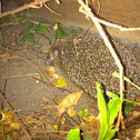 Hedgehog