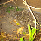 Hedgehog