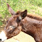Burro