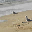 Gaviota Chilena
