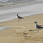 Gaviota Chilena