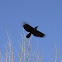 Carrion Crow
