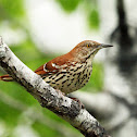 Brown Thrasher
