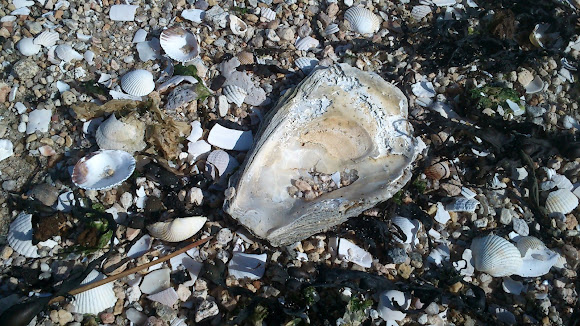 Spotting Image 1