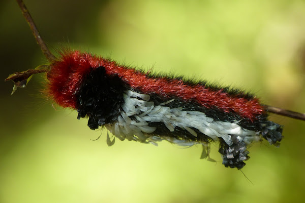 Shagcarpet caterpillar Project Noah