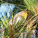 Great Crested Flycatcher