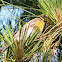 Great Crested Flycatcher