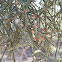 Desert Mistletoe
