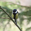 koolmees (Parus major)