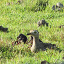 Double-striped Thick-knee / Alcaraván venezolano