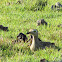 Double-striped Thick-knee / Alcaraván venezolano