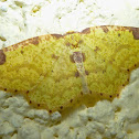 Moth