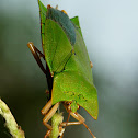 Giant Tessaratomid Shield Bug