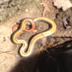 Ring-necked Snake