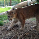 Mountain lion