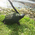 Common Snapping turtle