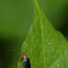 Leaf beetle
