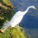 Great Egret