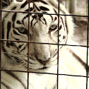 White Bengal Tiger