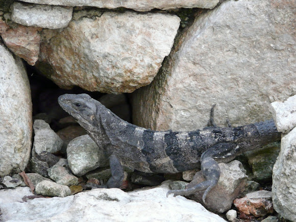 Spotting Image 1