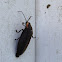 Lightning Bug, Firefly