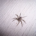 Spider