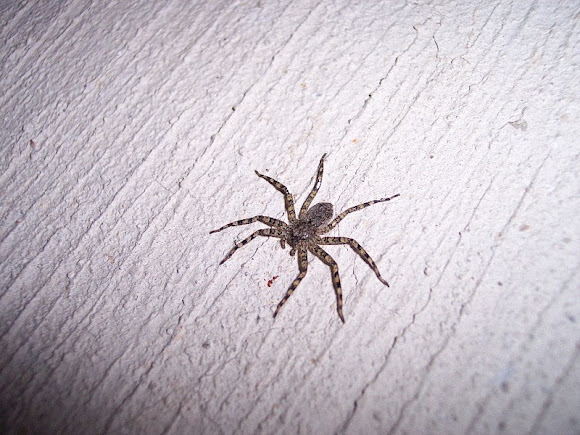 Spotting Image 1