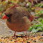 Cardinal (female)