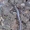 California Slender Salamander