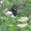 Magpie
