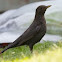 Common Blackbird - Amsel