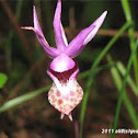 Calypso Orchid