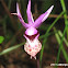 Calypso Orchid