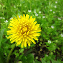 Dandelion