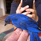 Eastern Bluebird