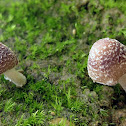Fungi~