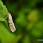 Crotalaria Moth
