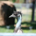 Emu