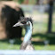 Emu